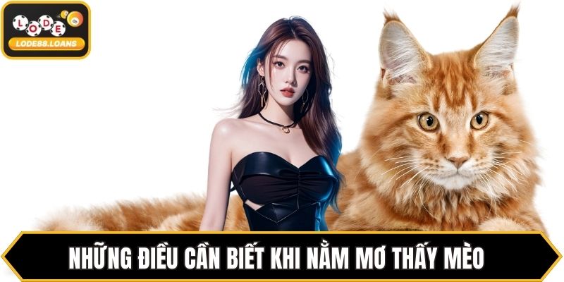 Những điều cần biết khi nằm mơ thấy mèo