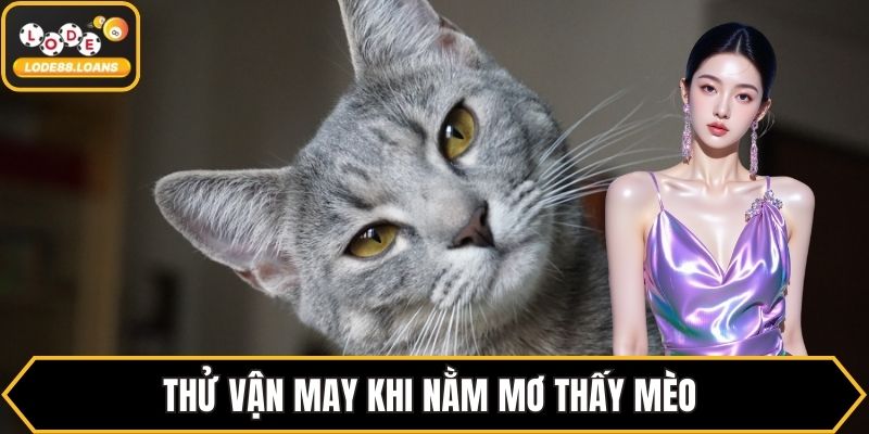 Thử vận may khi nằm mơ thấy mèo